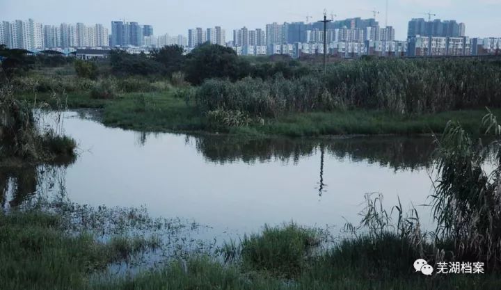 芜湖元亩塘夏日趣事揭秘，最新动态与趣味瞬间