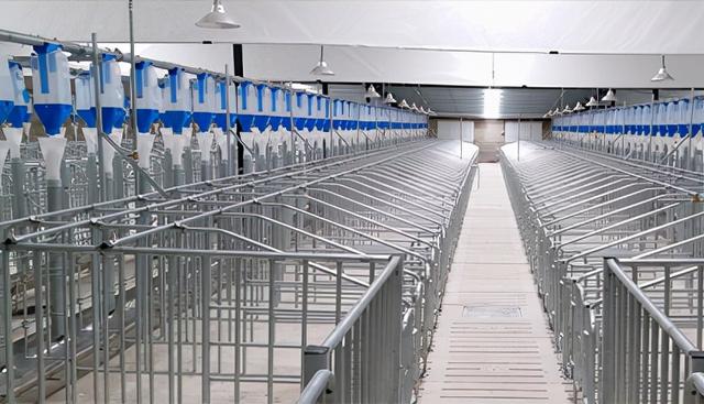最新养猪设备技术革新趋势引领畜牧业发展浪潮