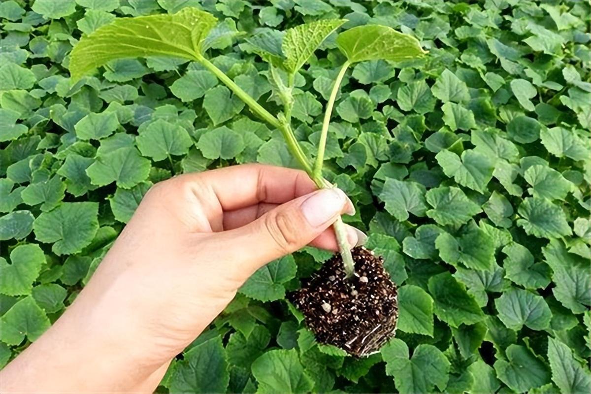 🌟内蒙南瓜价格最新动态🌟