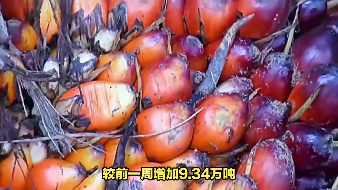 棕榈油最新报价揭秘，市场走势、影响因素与案例分析全解析