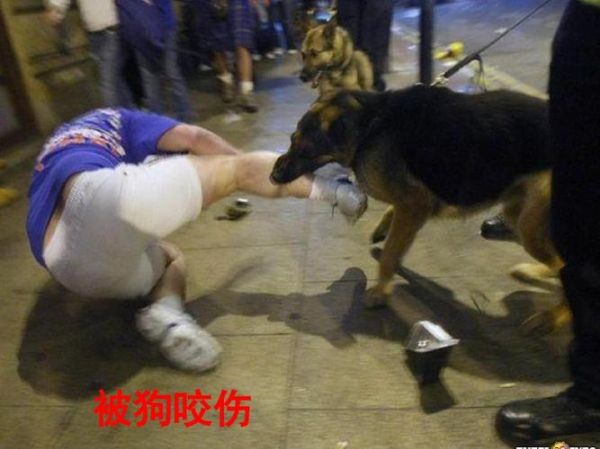 最新狗咬人视频事件及其深度分析