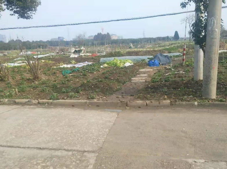 中塘镇最新动态，温馨日常的友情、家庭与陪伴编织之路