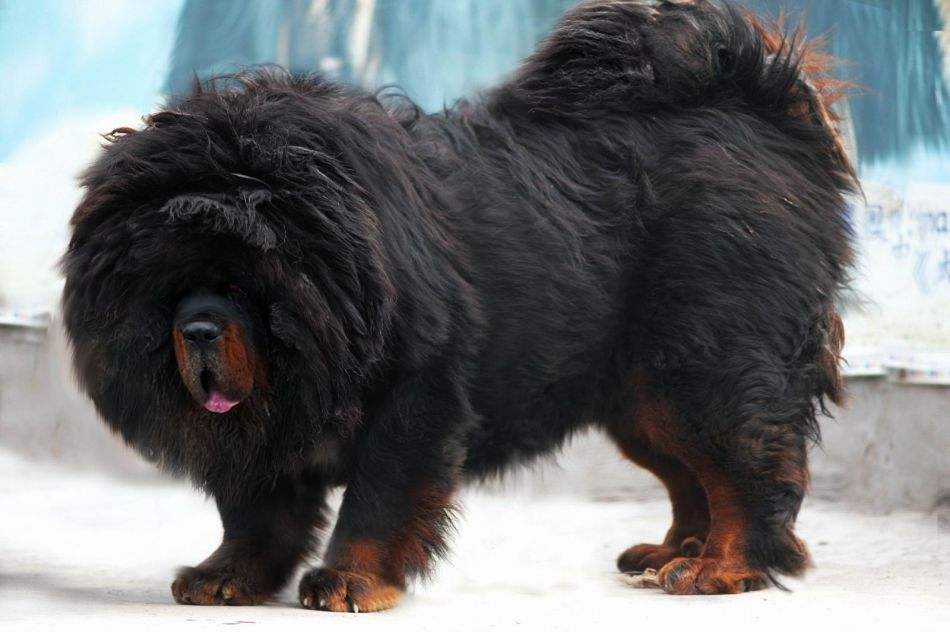 最新藏獒，王者之犬展现全新风采