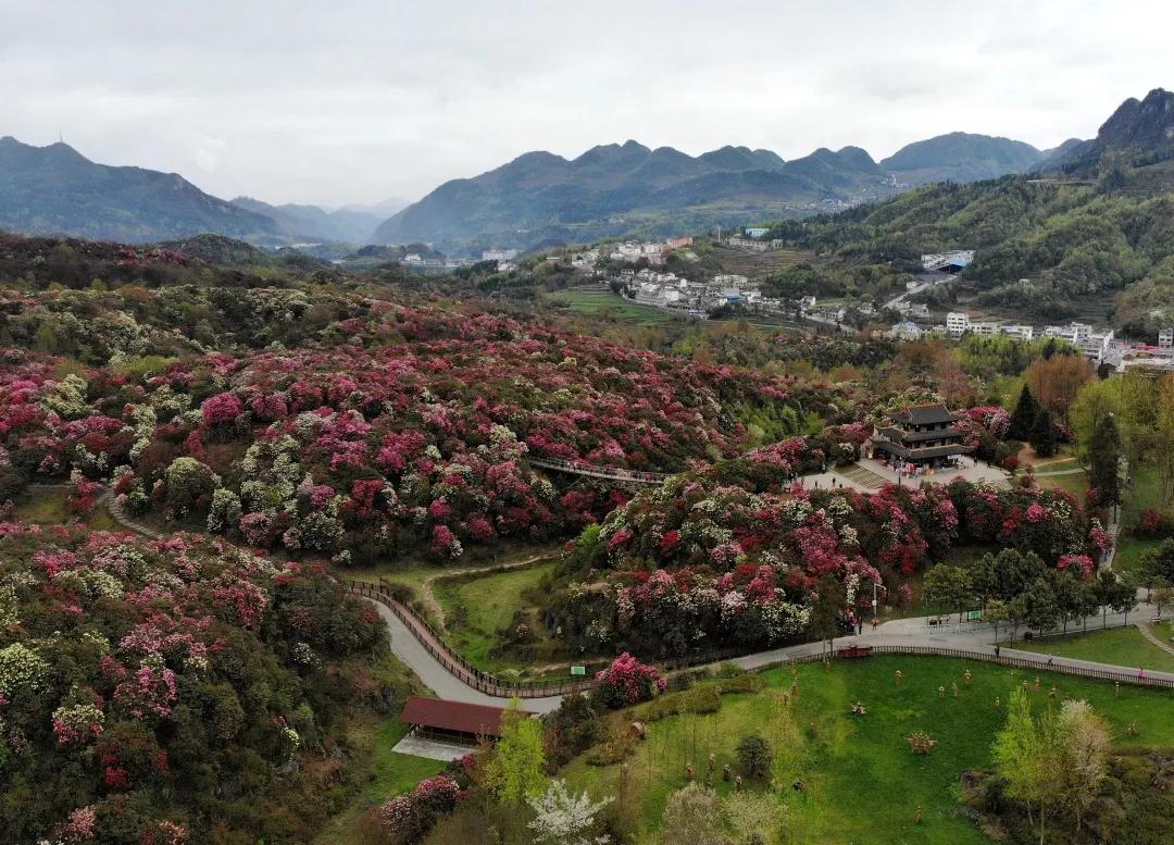 百里杜鹃最新动态，生态旅游与可持续发展的观点深度解析